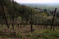 The vineyards at hirschberg odenwald in spring Royalty Free Stock Photo